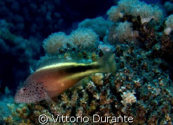 Hawkfish by Vittorio Durante 